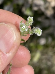 Cryptantha clevelandii