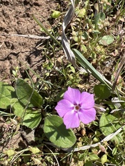 Phlox cuspidata