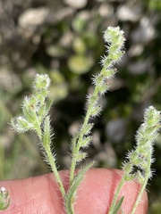 Cryptantha clevelandii