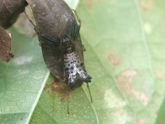 Micrathena triserrata
