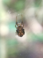 Micrathena triserrata