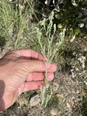 Cryptantha clevelandii
