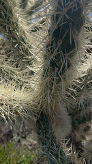 Cylindropuntia bigelovii