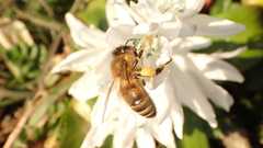 Apis mellifera