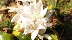 Apis mellifera