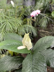 Spathiphylleae