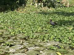 Gallinula galeata