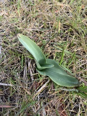 Piperia