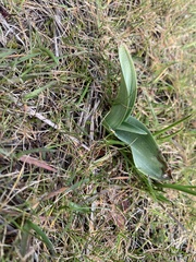 Piperia