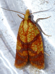 Sparganothis lycopodiana