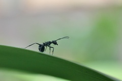 Formicidae