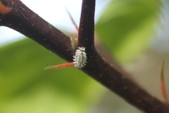 Lepidoptera