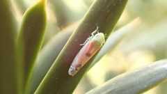 Zyginella pulchra