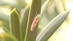 Zyginella pulchra