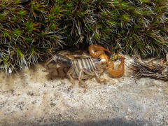 Bothriurus prospicuus