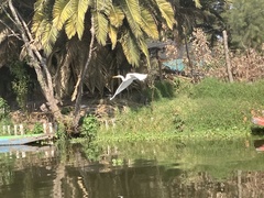 Ardea alba
