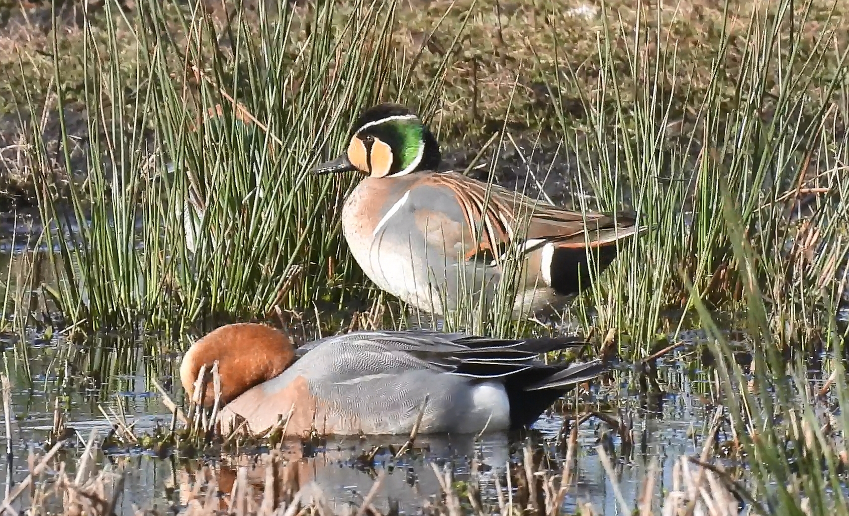 Baikal Teal