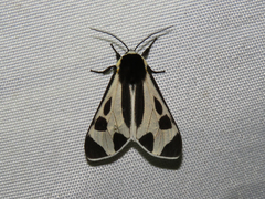 Dysschema centenaria