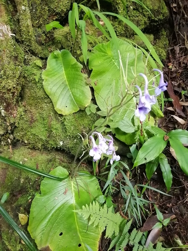 Streptocarpus eylesii image