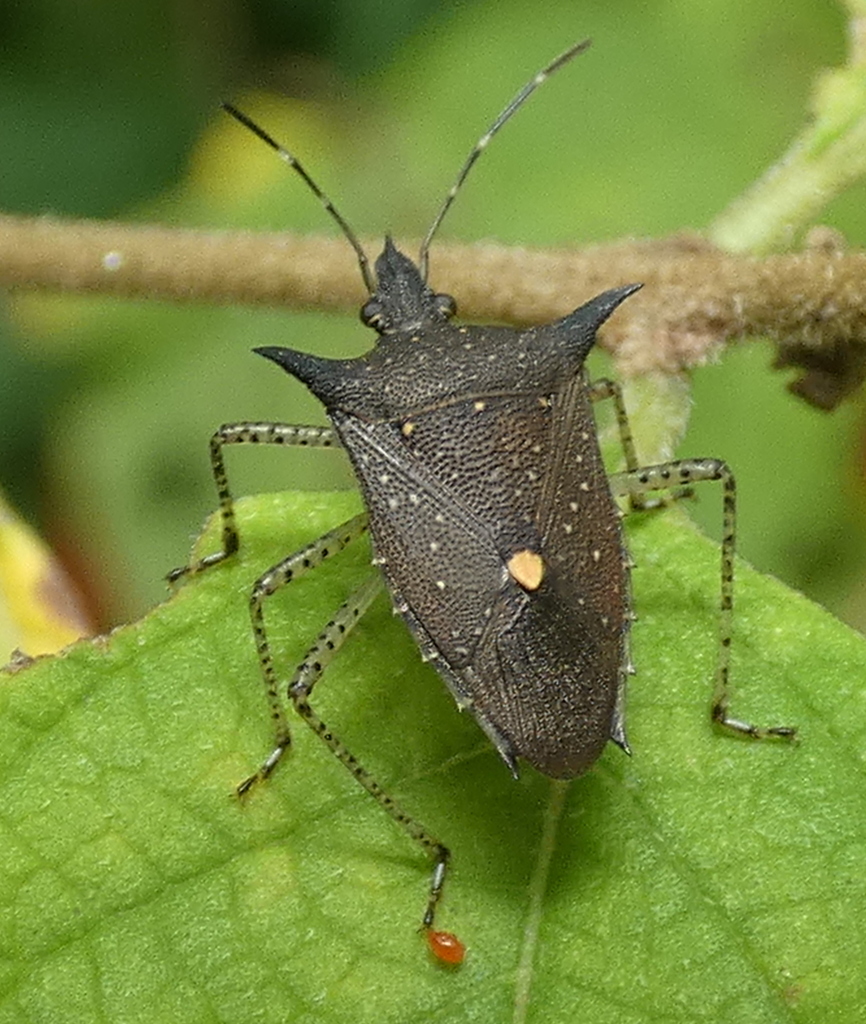 Proxys albopunctulatus