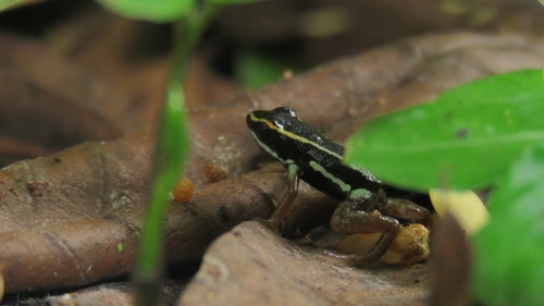 Bocas Poison Frog, Andinobates claudiae