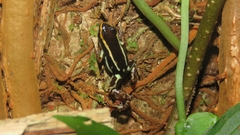 Andinobates claudiae