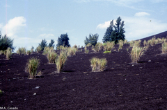 Saccharum spontaneum