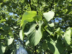 Davidia involucrata