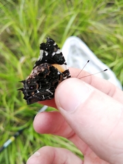 Vanessa dimorphica dimorphica