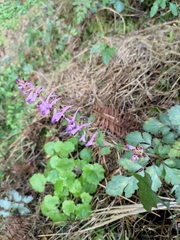 Corydalis sheareri