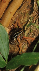 Andinobates claudiae