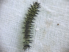 Periclista pubescens