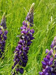 Bombus californicus