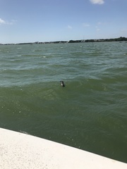 Nannopterum brasilianum