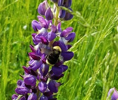Bombus californicus