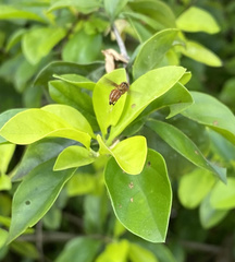 Hybobathus rubricosus