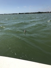 Nannopterum brasilianum