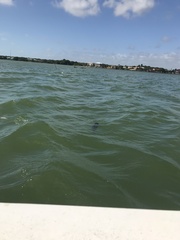 Nannopterum brasilianum