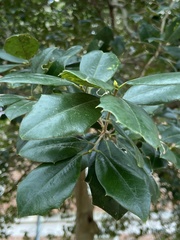 Magnoliopsida