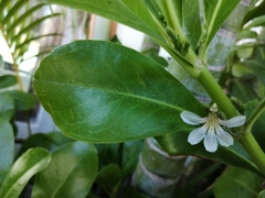Scaevola plumieri