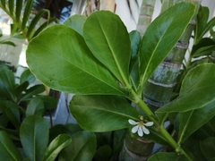 Scaevola plumieri