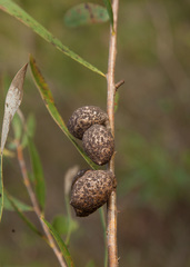 Hakea laevipes