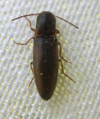 Agriotes acuminatus