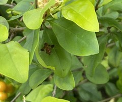 Hybobathus rubricosus