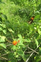 Heliconius erato