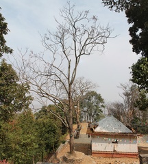 Sapindus mukorossi