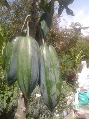 Vasconcellea × pentagona