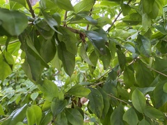 Armillatus