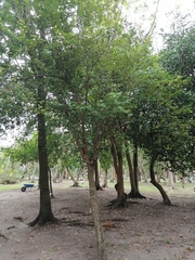 Erythroxylum guatemalense
