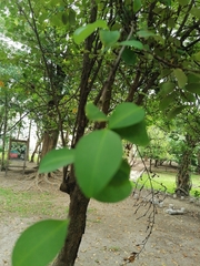 Erythroxylum guatemalense